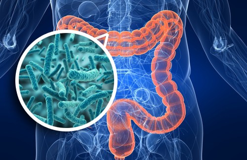 microbiota intestinal