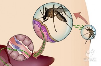 Effects of experimental cerebral malaria in memory, brain-derived neurotrophic factor and acetylcholinesterase activity [correction for acitivity] in the hippocampus of survivor mice