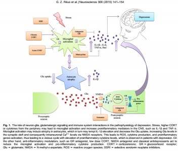 The role of inflammation and microglial activation in the pathophysiology of psychiatric disorders.